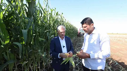 Tahmazoğlu çiftçilerle birlikte mısır topladı