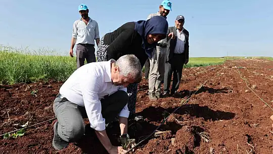 Tahmazoğlu çiftçilerle birlikte fide dikti