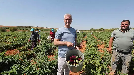 Tahmazoğlu, çiftçilerle tarlada domates ve biber topladı