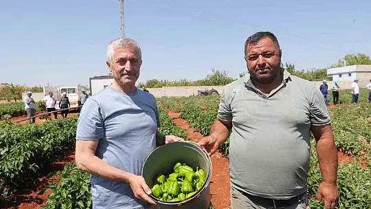 Tahmazoğlu, çiftçilerle tarlada domates ve biber topladı