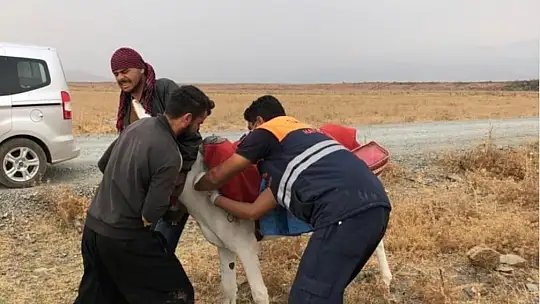 Tek tırnaklı hayvanlar kayıt altına alınıyor