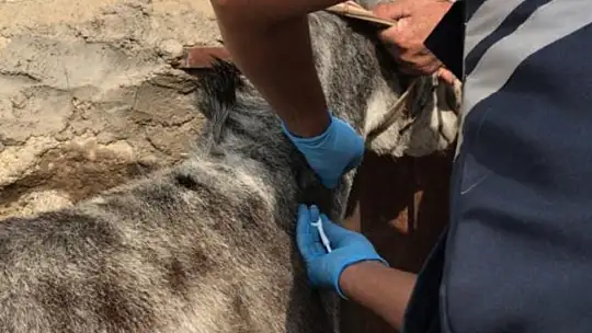 Tek tırnaklı hayvanlar kayıt altına alınıyor