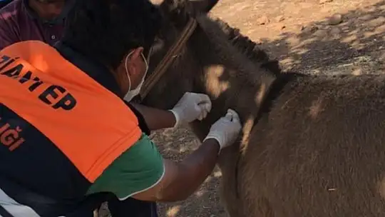 Tek tırnaklı hayvanlar kayıt altına alınıyor