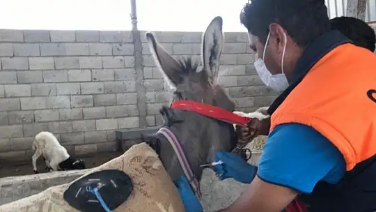 Tek tırnaklı hayvanlar kayıt altına alınıyor