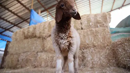 Tek umutları olan köy onları yeniden hayata bağladı