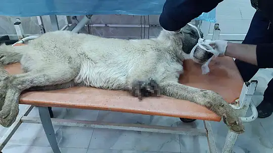Tüfekle vurulan köpeğin ayağı parçalandı