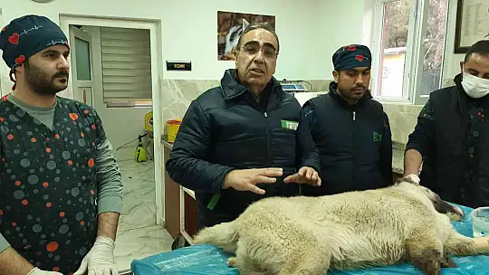 Tüfekle vurulan köpeğin ayağı parçalandı