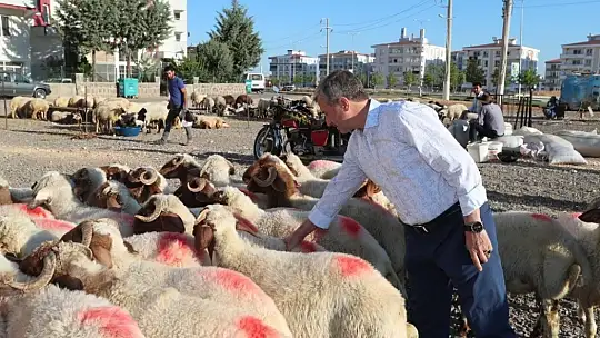 Şahinbey Belediye'den 7 bin aileye 2 bin TL'lik kurbanlık yardımı