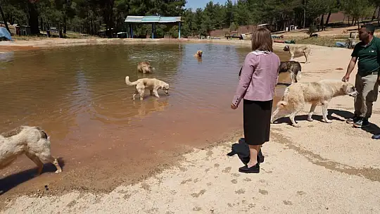 Türkiye'de gündem olan köpek sorununa Gaziantep'te örnek çözüm