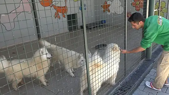 Türkiye'de gündem olan köpek sorununa Gaziantep'te örnek çözüm