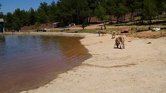 Türkiye'de gündem olan köpek sorununa Gaziantep'te örnek çözüm