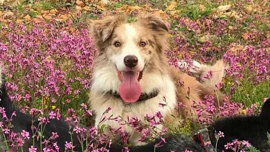 Üniversite öğrencisi ölen köpeğine kampüste mezar yaptı