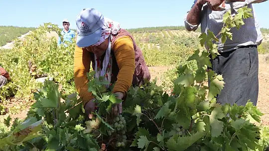Üzüm tarlada 3,5, markette 10 TL