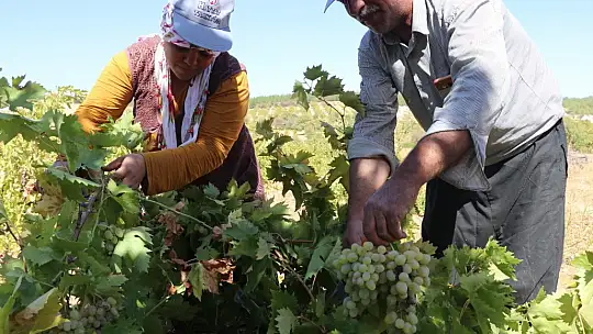 Üzüm tarlada 3,5, markette 10 TL