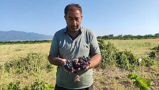 Üzümde mantar hastalığı büyük kayba yol açtı