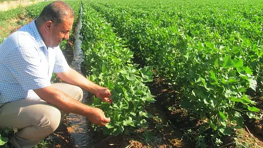 Yarım asır sonra suya kavuştular
