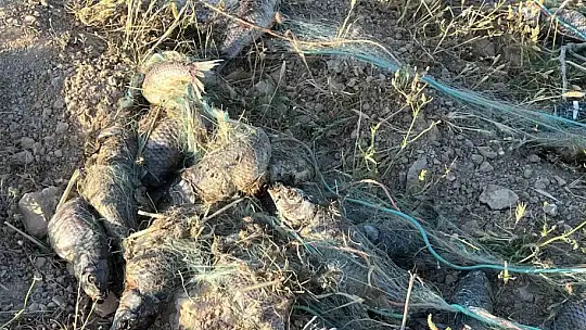 Yasağa rağmen balık avı yapanlara jandarmadan baskın
