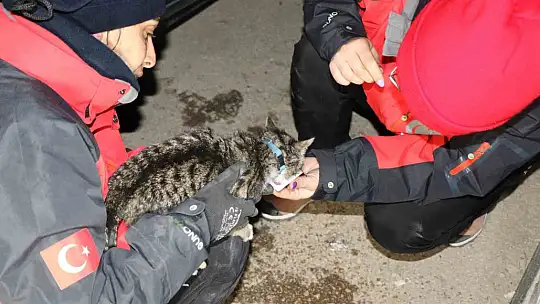 Yavru kedi saatler sonra enkaz altından canlı çıktı