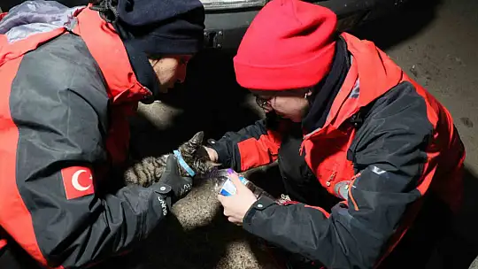 Yavru kedi saatler sonra enkaz altından canlı çıktı