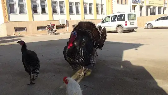 Yetenekli hindilerin futbol keyfi