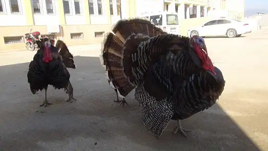 Yetenekli hindilerin futbol keyfi