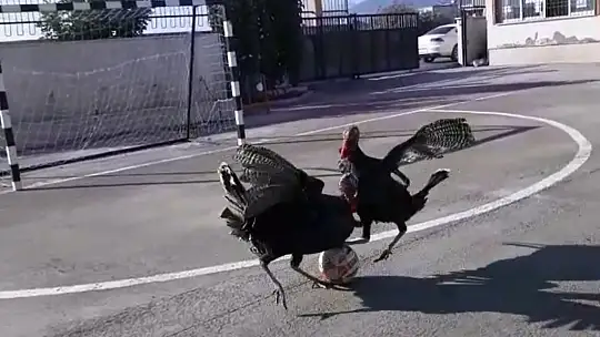 Yetenekli hindilerin futbol keyfi
