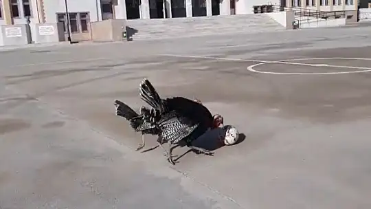 Yetenekli hindilerin futbol keyfi