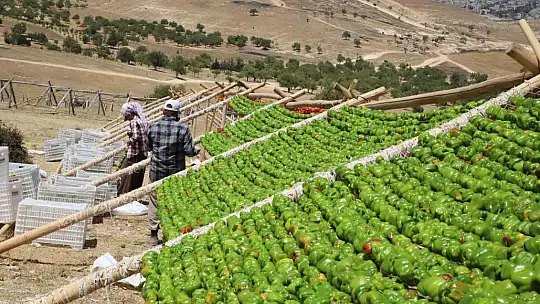 Yılın ilk kurutmalıkları güneşe bırakıldı