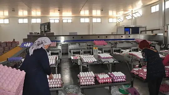 Yumurta tavuk fiyatlarını geçti