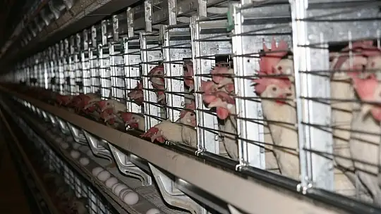 Yumurta tavuk fiyatlarını geçti