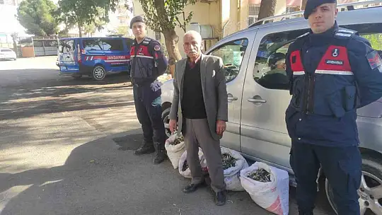 Zeytin hırsızları Jandarma dedektiflerinin ağında yakalandı