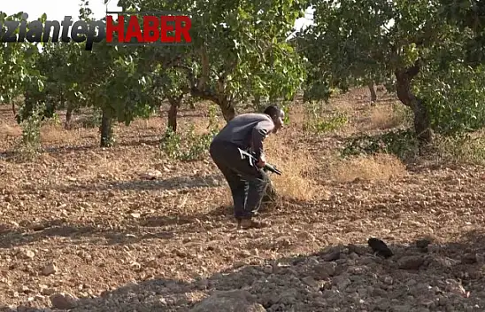 'Yeşil altın' için 7 gün 24 saat silahlı nöbet