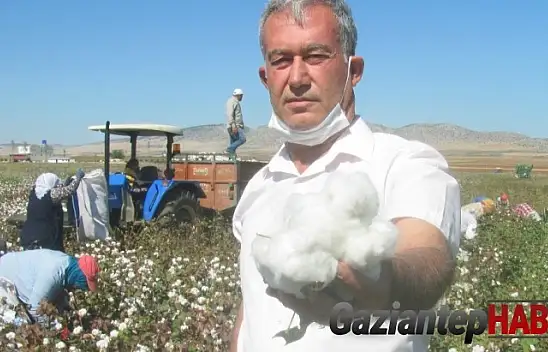 Araban'da beyaz altının hasadı başladı