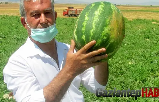 Araban Karpuz'unun hasadına başlandı