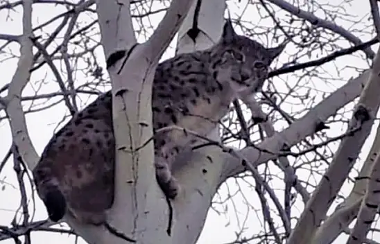 Elazığ'da ağaca tırmanan vaşak görüntülendi