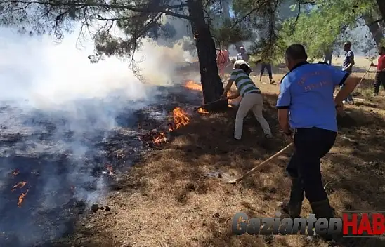 Gaziantep'te orman yangını