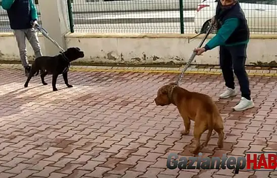 Pitbull dehşetinde gözaltı sayısı 6'ya yükseldi