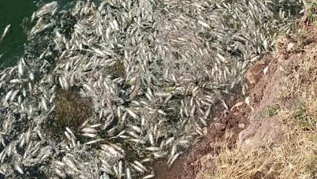 Araban Karasu Çayı'ndaki balık ölümleriyle ilgili inceleme başlatıldı