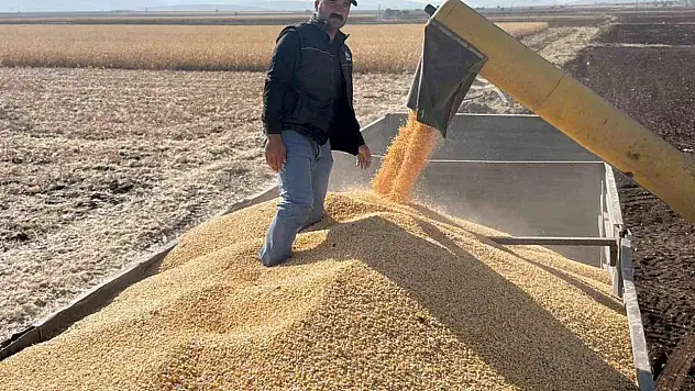 Araban Ovası'nda mısır hasadına başlandı