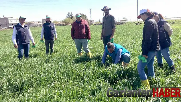 Araban Ovası'nda süne ile biyolojik mücadele başlatıldı