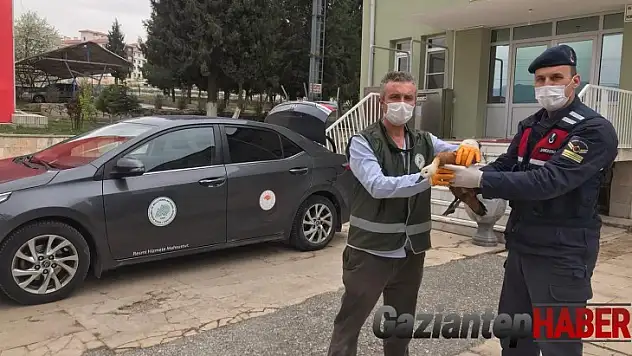 Az rastlanan yaralı Angut kuşuna jandarma şevkati