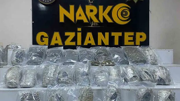 Gaziantep'te 13 kilo skunk ele geçirildi