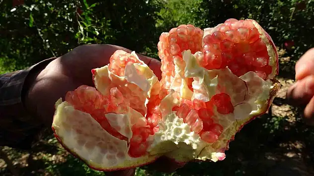 Gaziantep'te nar hasadı başladı