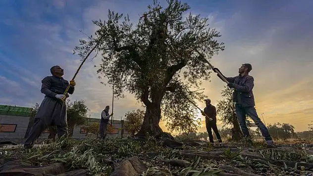 Gaziantep ve bölgede zeytin hasadı başladı
