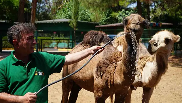 Hayvanlar sıcak havada buzlu kokteylle serinliyor