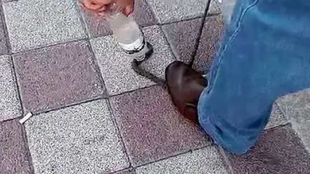 Kahvehaneye giren yılanı vatandaş yakaladı