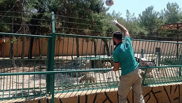 Sıcaktan bunalan yırtıcı hayvanlara buzlu kokteyl