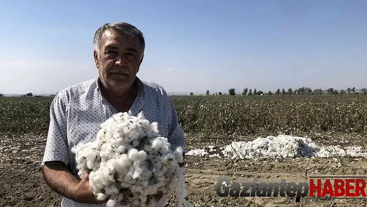 'Beyaz altın'ı kuraklık vurdu