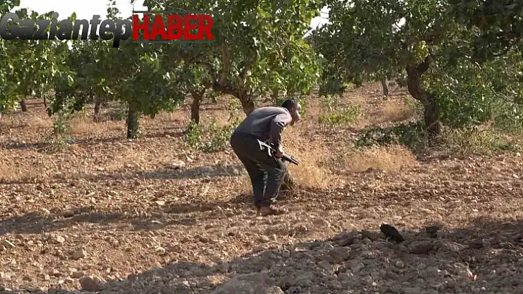 'Yeşil altın' için 7 gün 24 saat silahlı nöbet