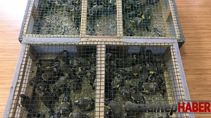 102 saka kuşunu avlayan baba oğula ceza yağdı